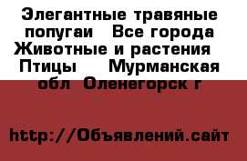 Элегантные травяные попугаи - Все города Животные и растения » Птицы   . Мурманская обл.,Оленегорск г.